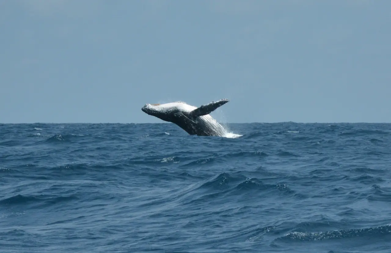 Port Macquarie Whale Watching